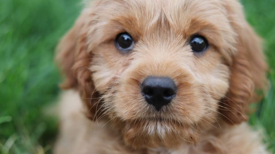 Identifying and Managing Puppy Allergies